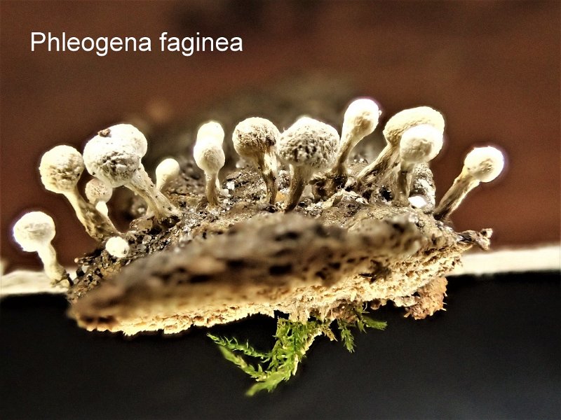 Phleogena faginea-amf1429-1.jpg - Phleogena faginea ; Syn1: Ecchyna faginea ; Syn2: Onygena faginea ; Nom français: Phléogène du hêtre